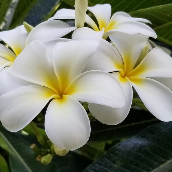 Meet your Posher, C - Picture 1 of 1